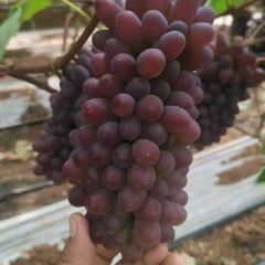 云南高原茉莉香葡萄