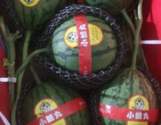免費代收2K小吊瓜，小糖丸，小西瓜