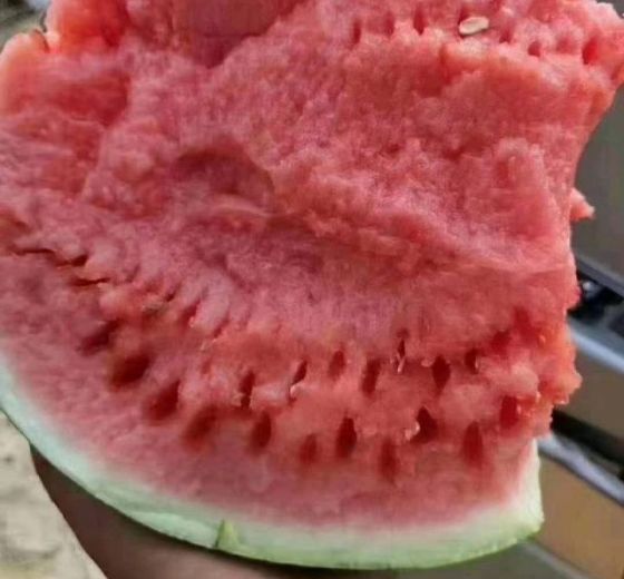 美都西瓜价格