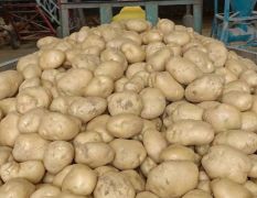 沃土系列土豆五月份大量上市了需要的提前预