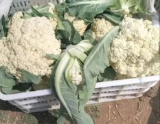 山东菏泽菏泽菜花有三万亩左右