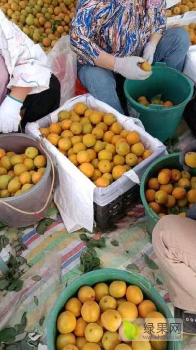2019年陕西大荔金太阳杏价格