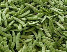 吉林公主岭市油豆角大量上市