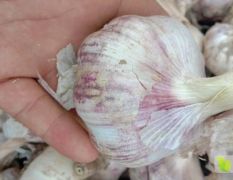 大名大蒜 这里土地肥沃，所产大蒜个头大