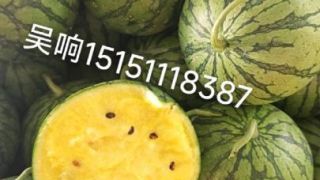 特小凤价格