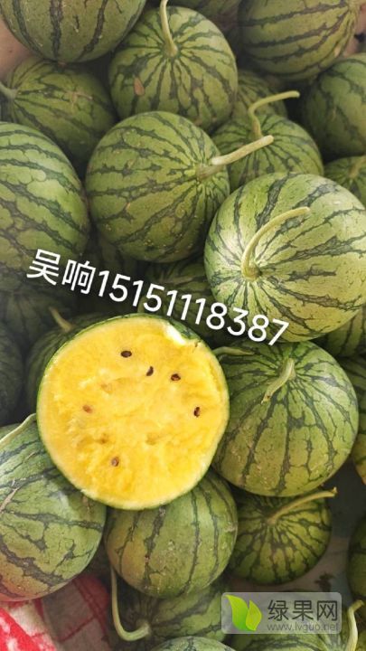 特小凤价格