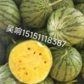 江苏特小凤西瓜，大量供应中，欢迎批发，诚信代办