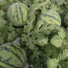 滑县大棚西瓜大量上市，美都，甜王，小吊瓜