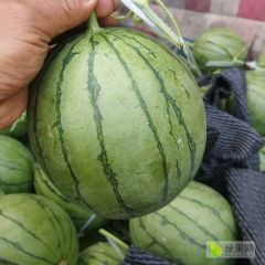 大量供应聊城许营小糖丸