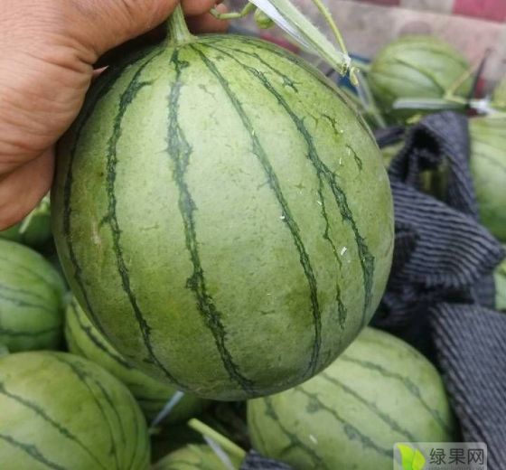 2K冰淇淋小糖丸价格
