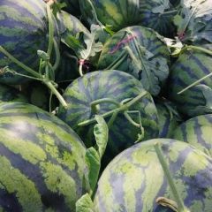 山东聊城西瓜量大