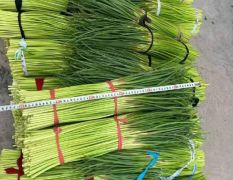 大名大蒜产区红帽蒜苔代收代发全国市场电商