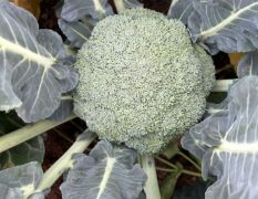 大量供应精品西蓝花