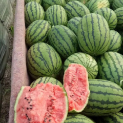 山东潍坊小糖丸西瓜2k产地直发（一千斤起批）