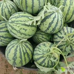 山西大棚精品美都西瓜