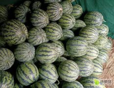 廣西甜王西瓜大量上市，誠信代辦