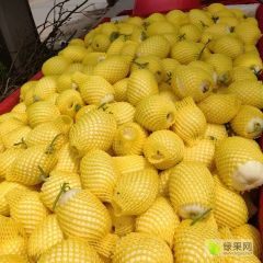 陕西白皮薄皮甜瓜批发，星甜甜瓜基地