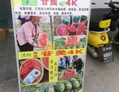陕西甘美4k西瓜批发，甘美4k西瓜基地，