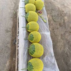 陕西大棚吊兰西瓜批发