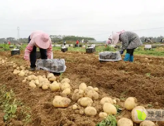 通许万亩基地土豆即将上市