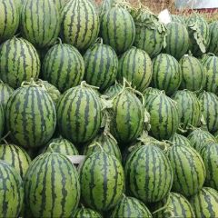 山东惠民产地精品甜王西瓜代发