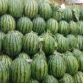 山东惠民产地精品甜王西瓜代发