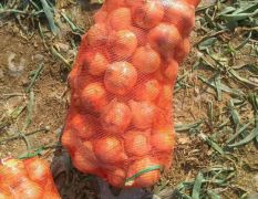 新野黄紫洋葱大量上市