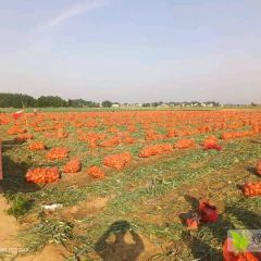新野洋葱基地