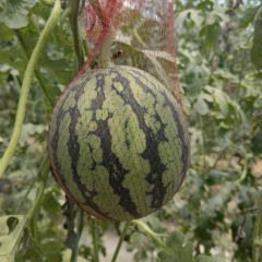 陕西小糖丸吊瓜产地直发