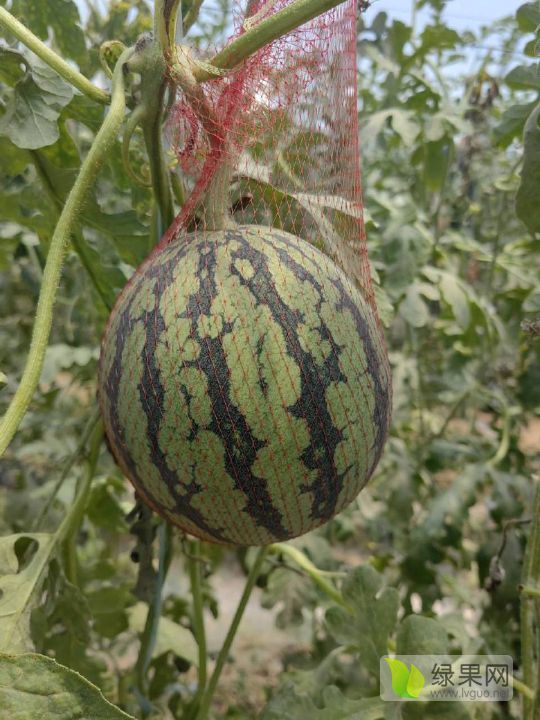 小糖丸价格
