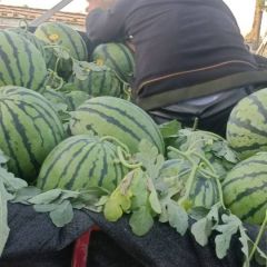 甜王大西瓜