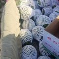 陕西万亩吊兰西瓜大量上市价格