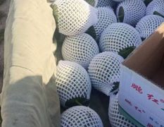 陕西万亩吊兰西瓜大量上市价格