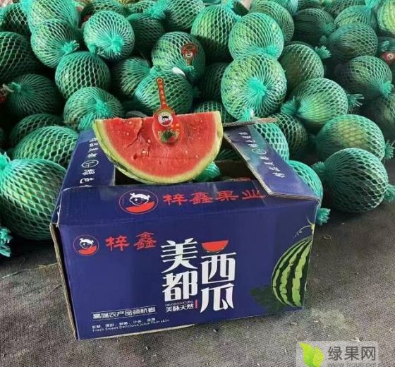 美都西瓜价格