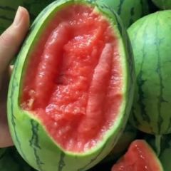 小糖丸 早春红玉