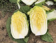 黄心白菜，大量上市，品种齐全，价格优惠，