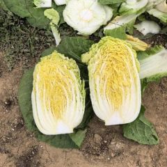 黄心白菜，大量上市，品种齐全，价格优惠，