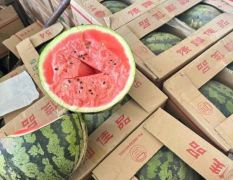 云南西瓜代办代发