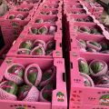 2K小糖丸西瓜 产地大量供应 一手货源