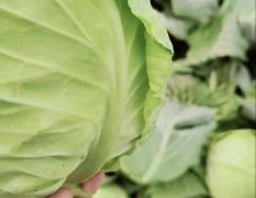 圆包菜，净菜