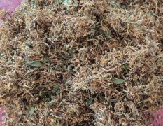 贵州安龙金银花