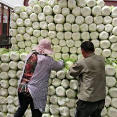 拱棚黄心白菜大量上市