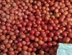 精品硬粉西红柿