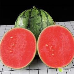 2Ｋ小糖丸西瓜产地大量供应 诚信经营