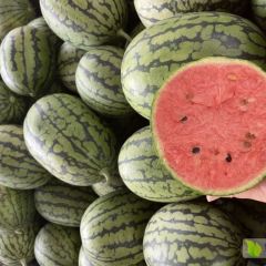 2Ｋ小糖丸西瓜产地直供 欢迎各地老板前来采购