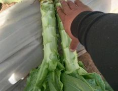 精品莴苣大量上市