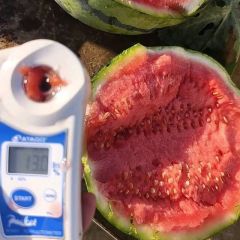 美都，甜王西瓜产地，保质保量，货源充足，