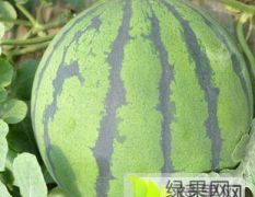 山东禹城西瓜美都 469和甜王大量上市中