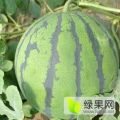 山东禹城西瓜美都 469和甜王大量上市中
