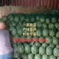 大量供应甜王西瓜，对接各大市场商超平台